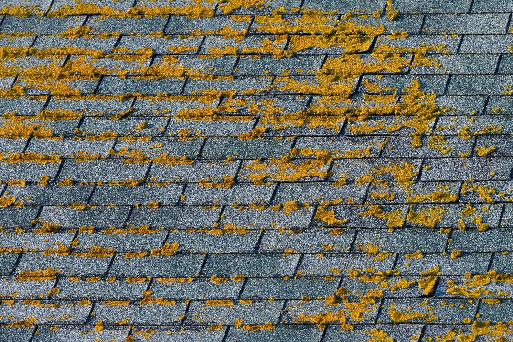 How to Remove Mold from Roof Shingles